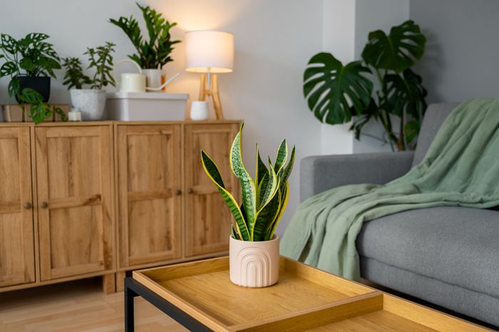 The 10 Easiest Plants to Care for in Your BYU-I Student Housing
